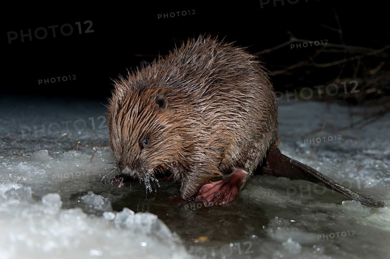 European beaver (Castor fiber), Rosenheim, Bavaria, Germany, Europe