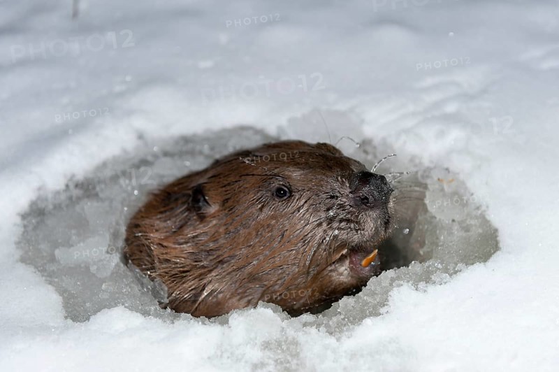 European beaver (Castor fiber), Rosenheim, Bavaria, Germany, Europe
