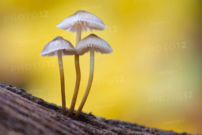 Lilac bonnet (Mycena pura) Lower Saxony, Germany, Europe