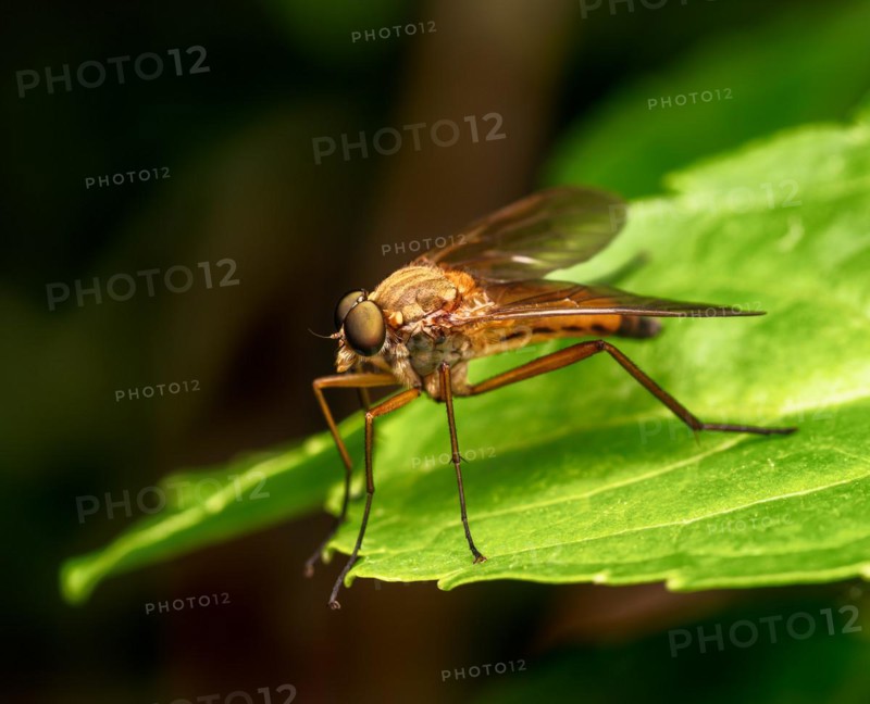 Macro of a robber fly on a green leaf