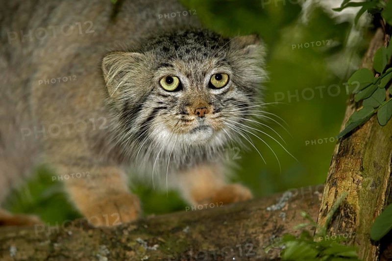 MANUL OR PALLAS'S CAT (otocolobus manul), ADULT ON BRANCH