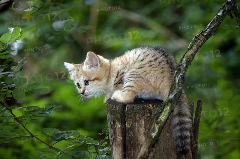 SAND CAT (felis margarita), CUB STANDING ON BRANCH