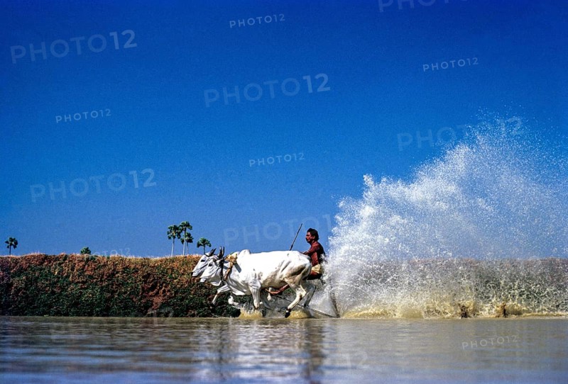 Cattle racing is also known as Maramadi, kalappoottu in Chithali near Palakkad or Palghat in Kerala, India, Asia. The race is a traditional event, usually with bullocks, held after the monsoon but before the cattle are needed for planting. Jockey Kunjan aged 40, Asia