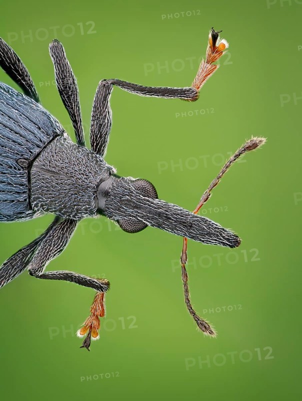 Front body of a weevil (Oxystoma ochropus) in dorsal view