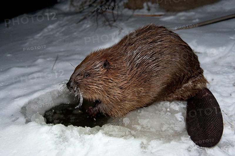 European beaver (Castor fiber), Rosenheim, Bavaria, Germany, Europe