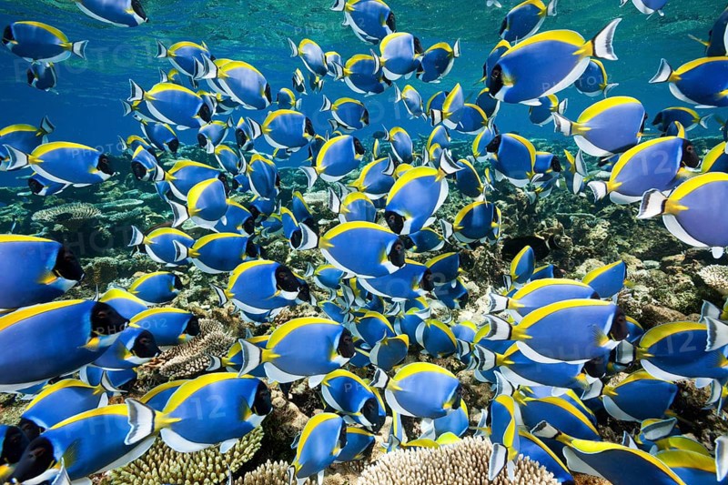 Powderblue Surgeonfish (Acanthurus leucosternon), Thaa Atoll, Maldives, Power-blue Tang, Asia
