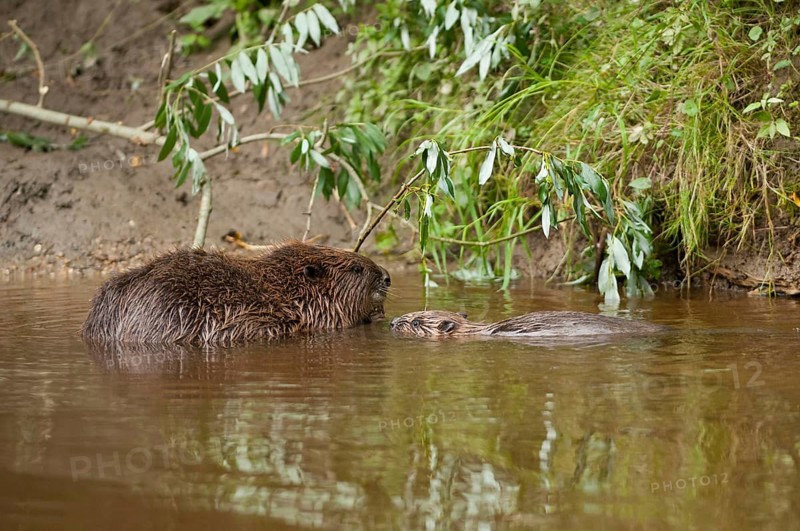 European beaver (Castor fiber) with young, Rosenheim, Bavaria, Germany, Europe