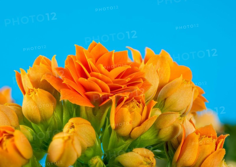 Macro of orange Kalanchoe flower blossoms