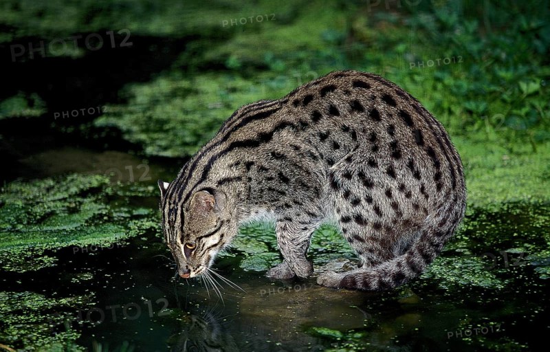 FISHING CAT (prionailurus viverrinus), ADULT LOOKING FOR FISH