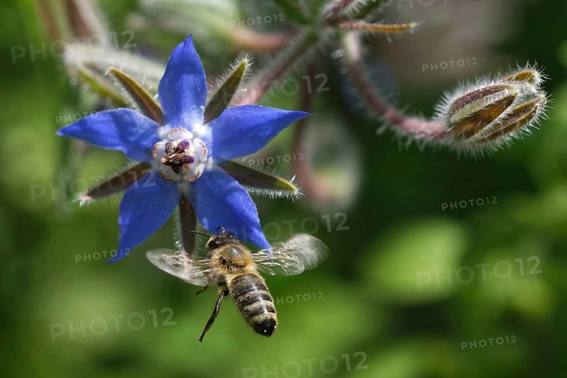 Borage blossom