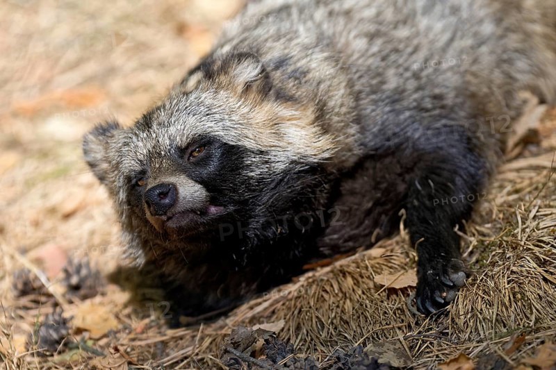 Tanuki
