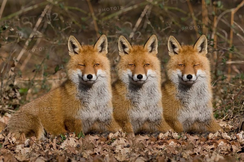 Red Fox (vulpes vulpes), Adults laying on Fallen Leaves, Digital Composite