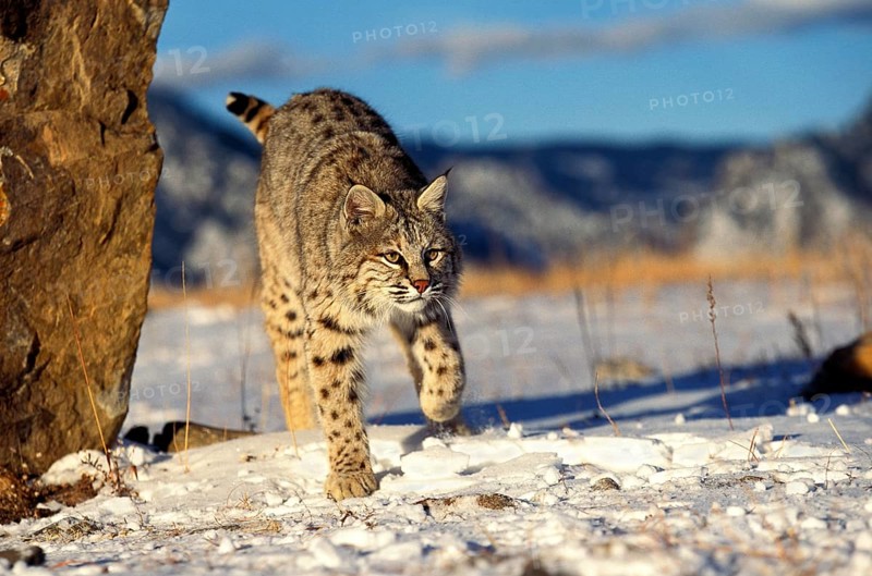 BOBCAT (lynx rufus), ADULT STANDING ON SNOW, CANADA