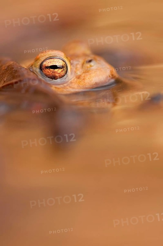 Common toad (Bufo bufo) Rhineland-Palatinate, Germany, Europe