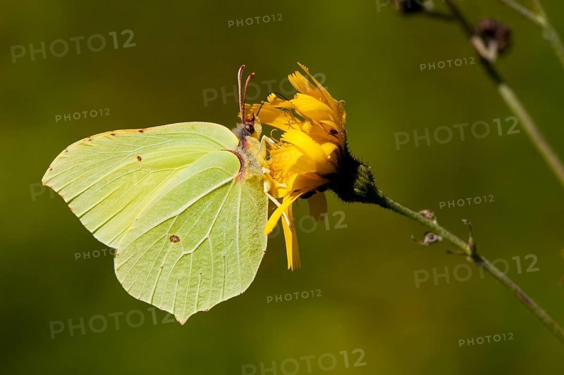 Brimstone (Gonepteryx rhamni) Rhineland-Palatinate, Germany, Europe