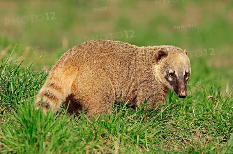 Ring-tailed Coati (Nasua nasua), Southern Coati