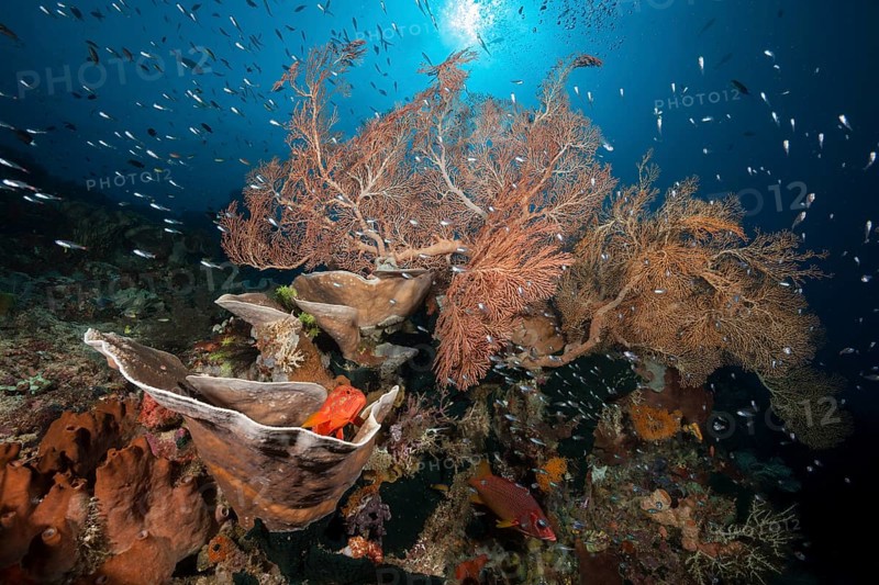 Species-rich coral reef, Raja Ampat, West Papua, Indonesia, Asia