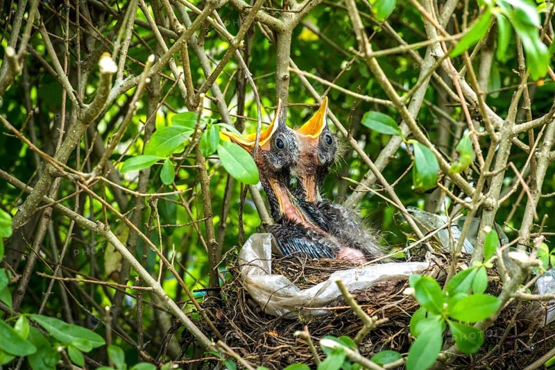 Birds nest with two newly hatched blackbirds screaming for food in the spring