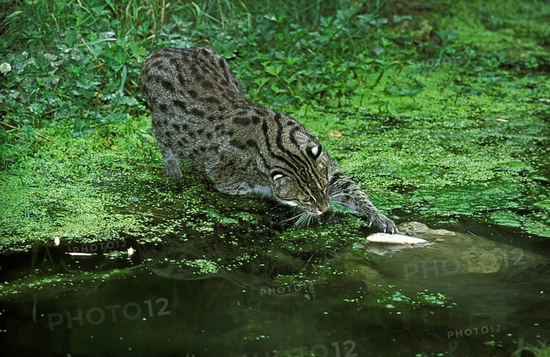 Fishing cat (prionailurus viverrinus), adult in water, fishing