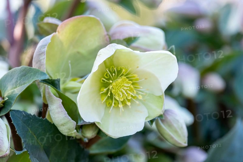 Christmas Rose or hellebore (Helleborus)