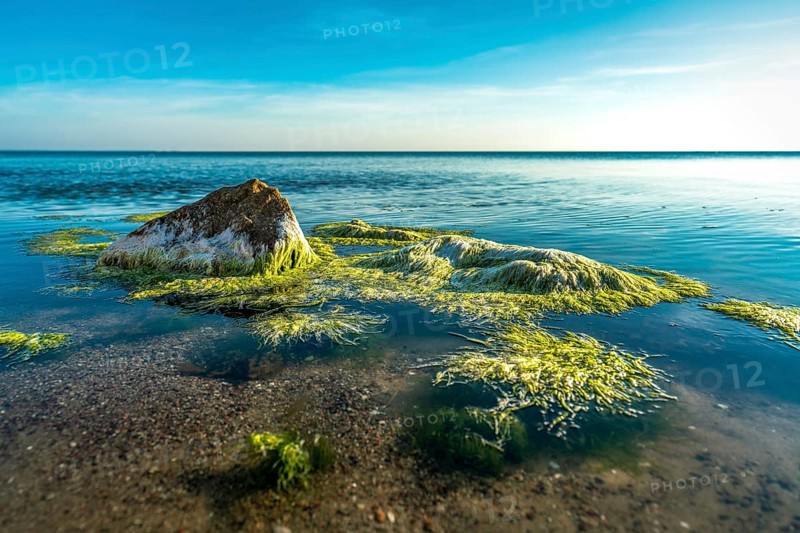 Green algae moving in the clear ocean water of the baltic sea