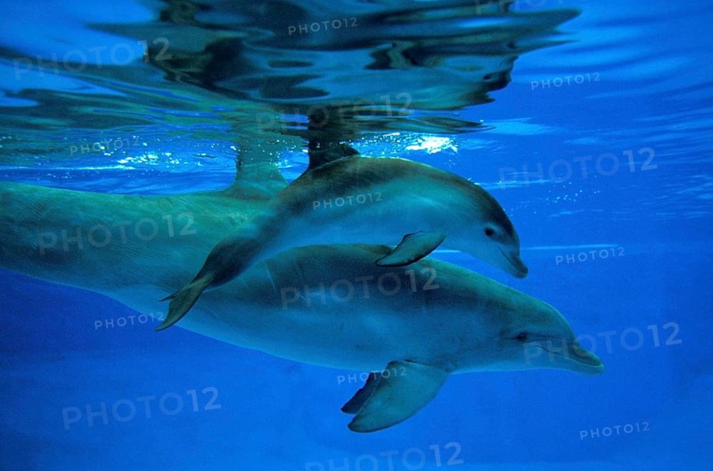 Bottlenose Dolphin (tursiops truncatus), Mother and Calf
