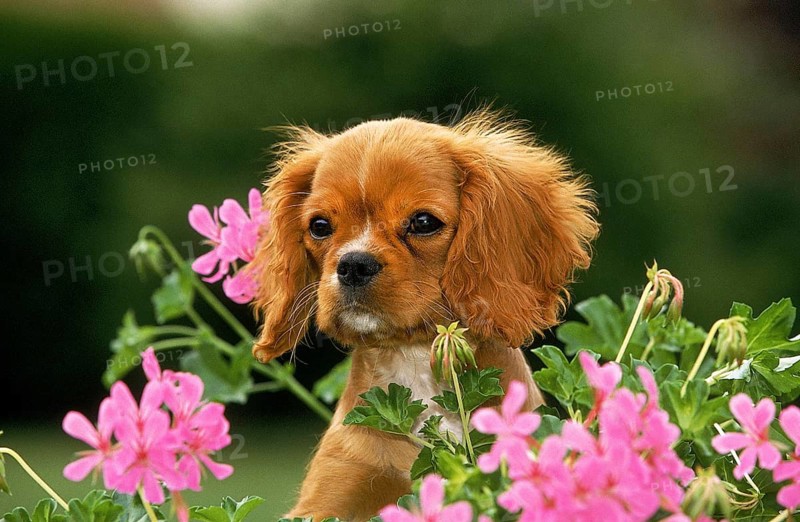 CAVALIER KING CHARLES SPANIEL, PUPPY NEAR GERANIUM FLOWER
