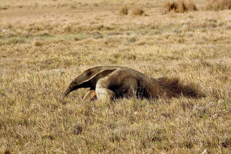 Giant Anteater (myrmecophaga tridactyla), Adult walking through Pampa, Los Lianos in Venezuela