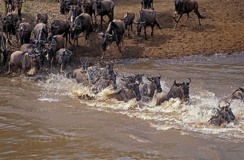 BLUE WILDEBEEST (connochaetes taurinus), HERD CROSSING MARA RIVER DURING MIGRATION, MASAI MARA PARK IN KENYA