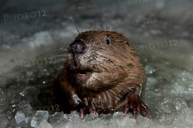 European beaver (Castor fiber), Rosenheim, Bavaria, Germany, Europe