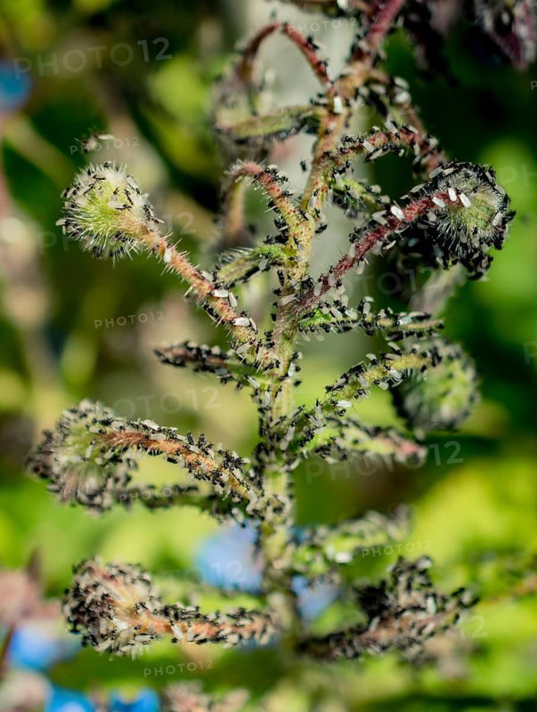 A swarm of flying ants gather on a floral plant