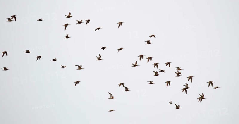 A flock of Bar-tailed Godwits (Limosa lapponica) in flight over the North Frisian island of Juist in Germany