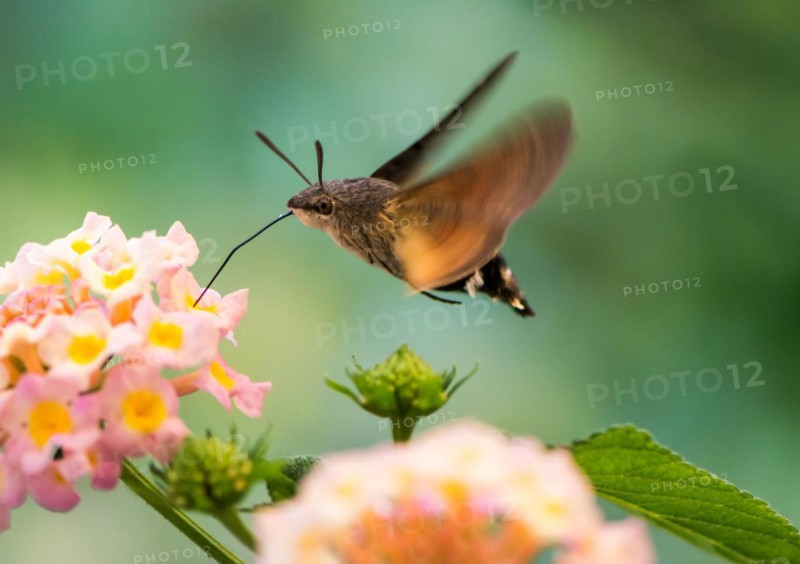 Closeup of a Hummingbird hawk-moth hovering over a lantana flower