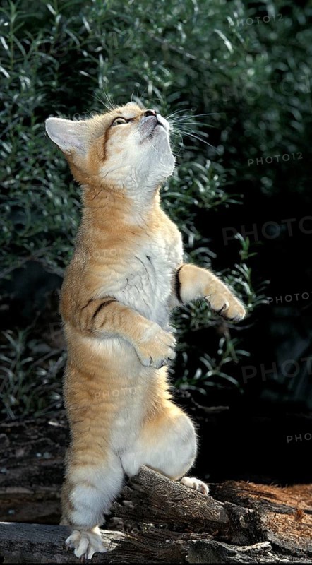 Sand Cat (felis margarita), Adult on Hind Legs