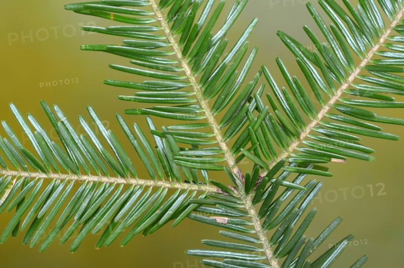 European silver fir (Abies alba), needles, branch
