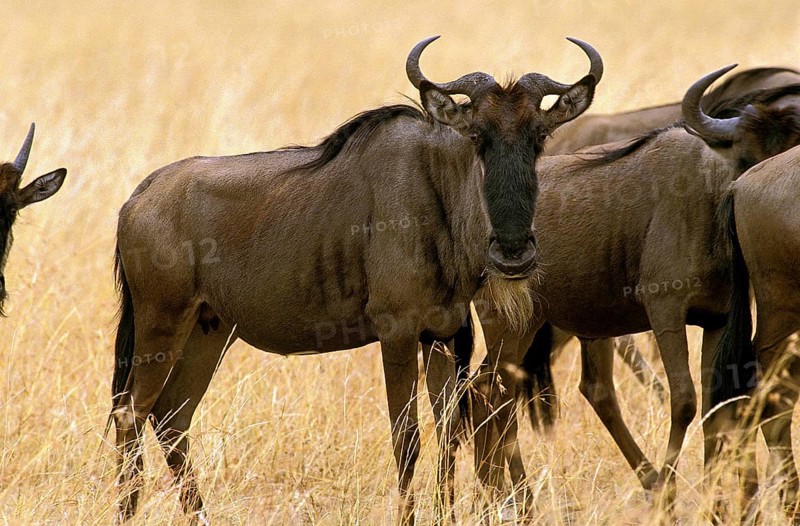 Blue Wildebeest (connochaetes taurinus), Herd during Migration, Masai Mara Park in Kenya