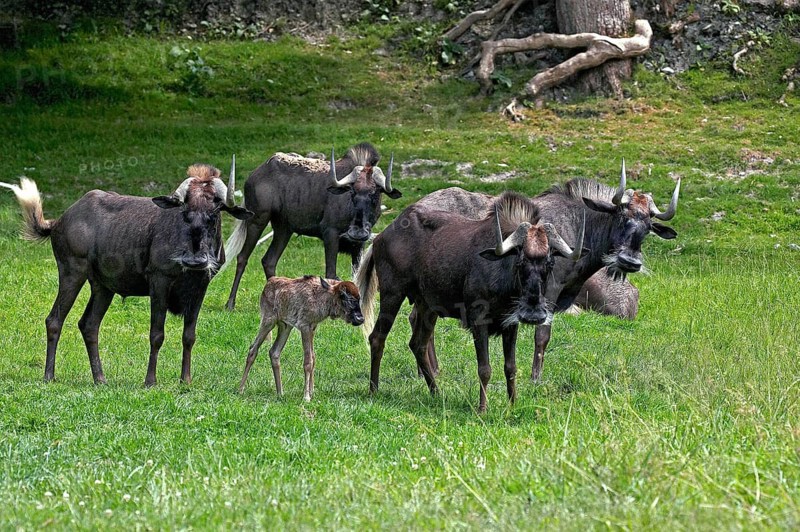 Black Wildebeest (connochaetes gnou), Herd with Female and Calf standing on Grass