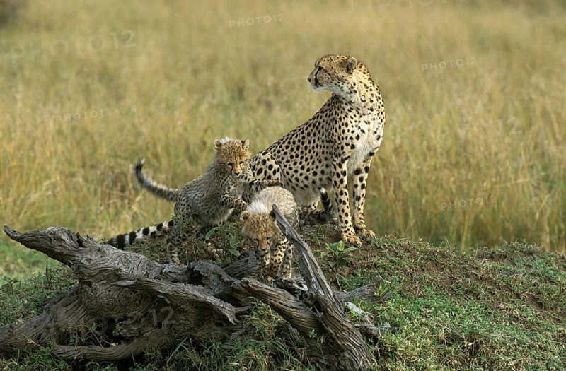 Cheetah (acinonyx jubatus), Female with Cub standing on Termite Hill, Masai Mara Park in Kenya