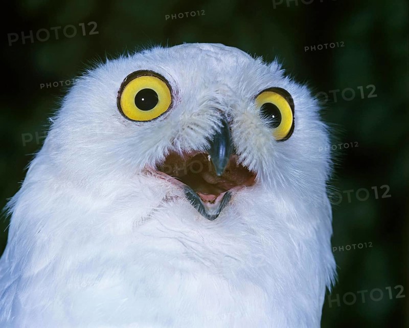 Snowy Owl (nyctea scandiaca), with Open Beak, Calling