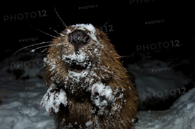 European beaver (Castor fiber), Rosenheim, Bavaria, Germany, Europe