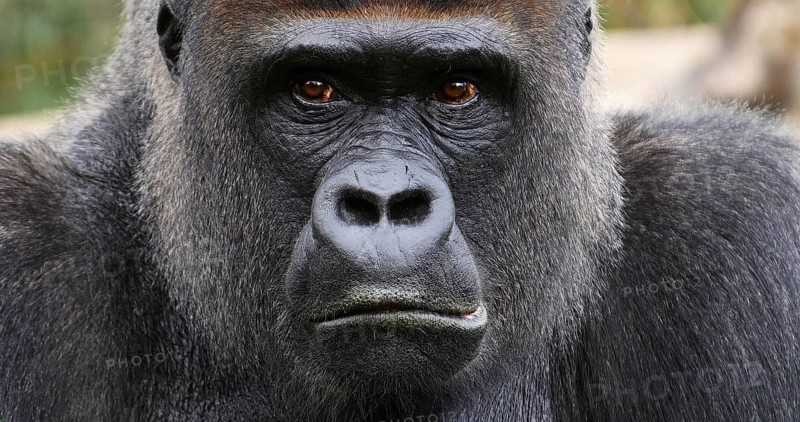 Eastern Lowland Gorilla (gorilla gorilla) graueri, Portrait of Male