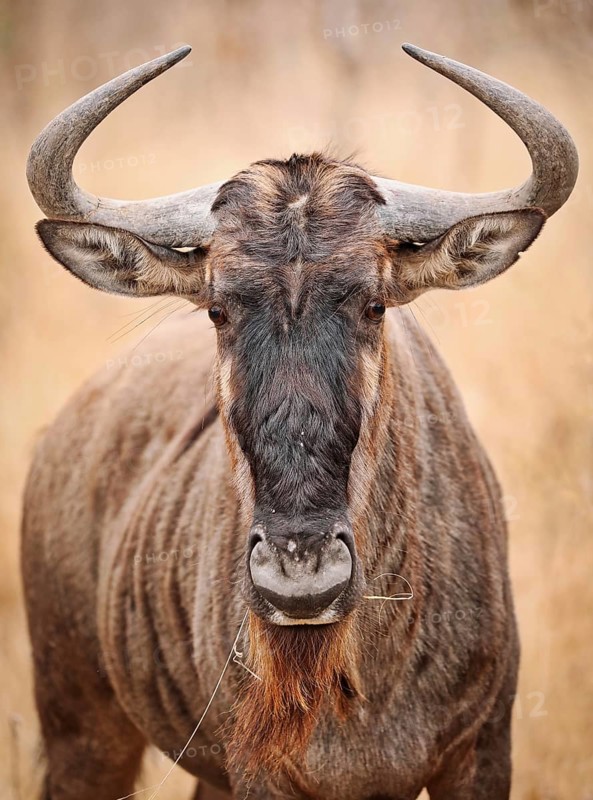 Streifengnu, blue wildebeest (Connochaetes taurinus), S