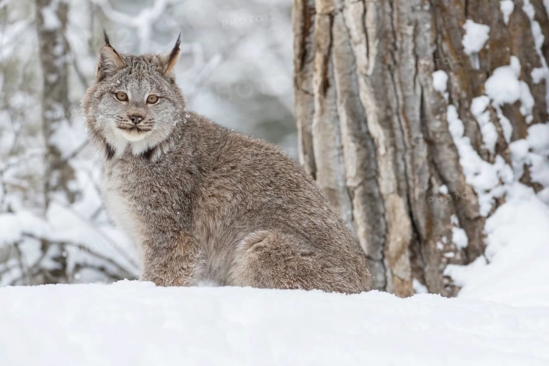 A bobcat hunts for prey in a snowy forest habitat