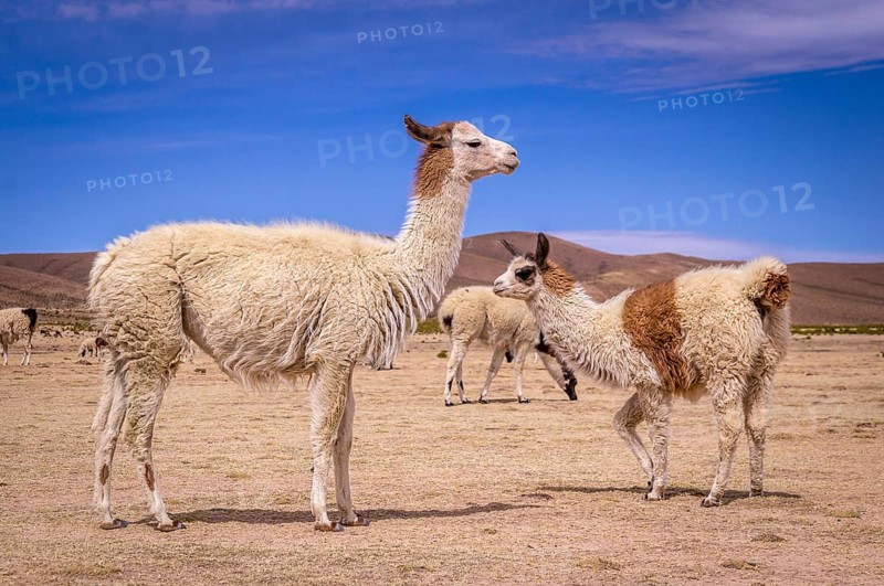 Flock of alpacas in Altiplano. Lamas and alpacas are very popular in Bolivia and Peru for their wool and meat