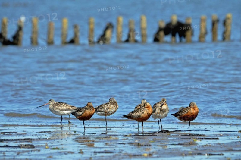 Bar-tailed Godwits in the Wadden Sea on Sylt