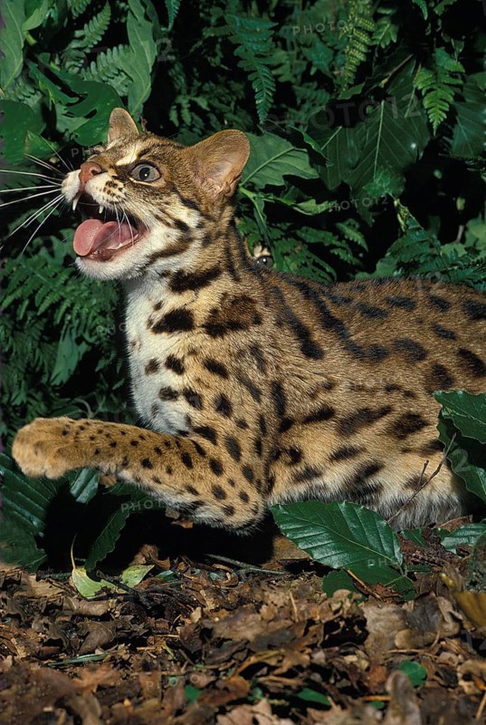 Leopard Cat (prionailurus bengalensis), Adult Snarling