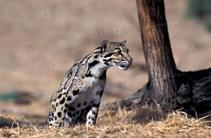 CLOUDED LEOPARD (neofelis nebulosa), AUDLT SITTING ON DRY GRASS