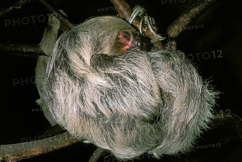 Three Toed Sloth (bradypus tridactylus), Adult sleeping, Hanging from Branch
