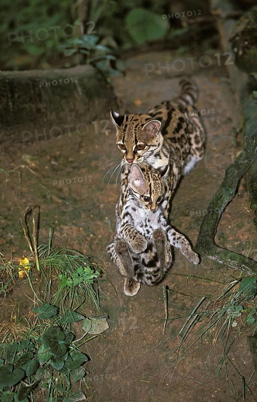 Margay (leopardus wiedii), FEMALE CAT WITH DICE IN THE MOUTH