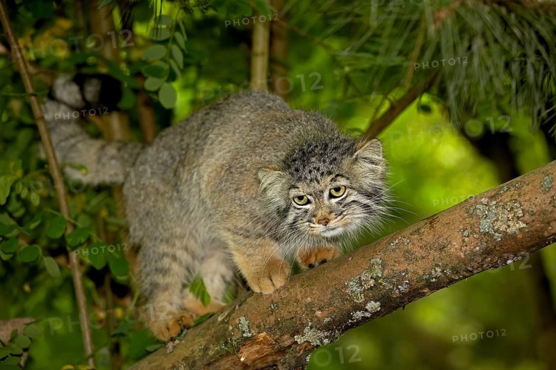 Pallas's cat (otocolobus manul) or Pallas' cat, adult on branch
